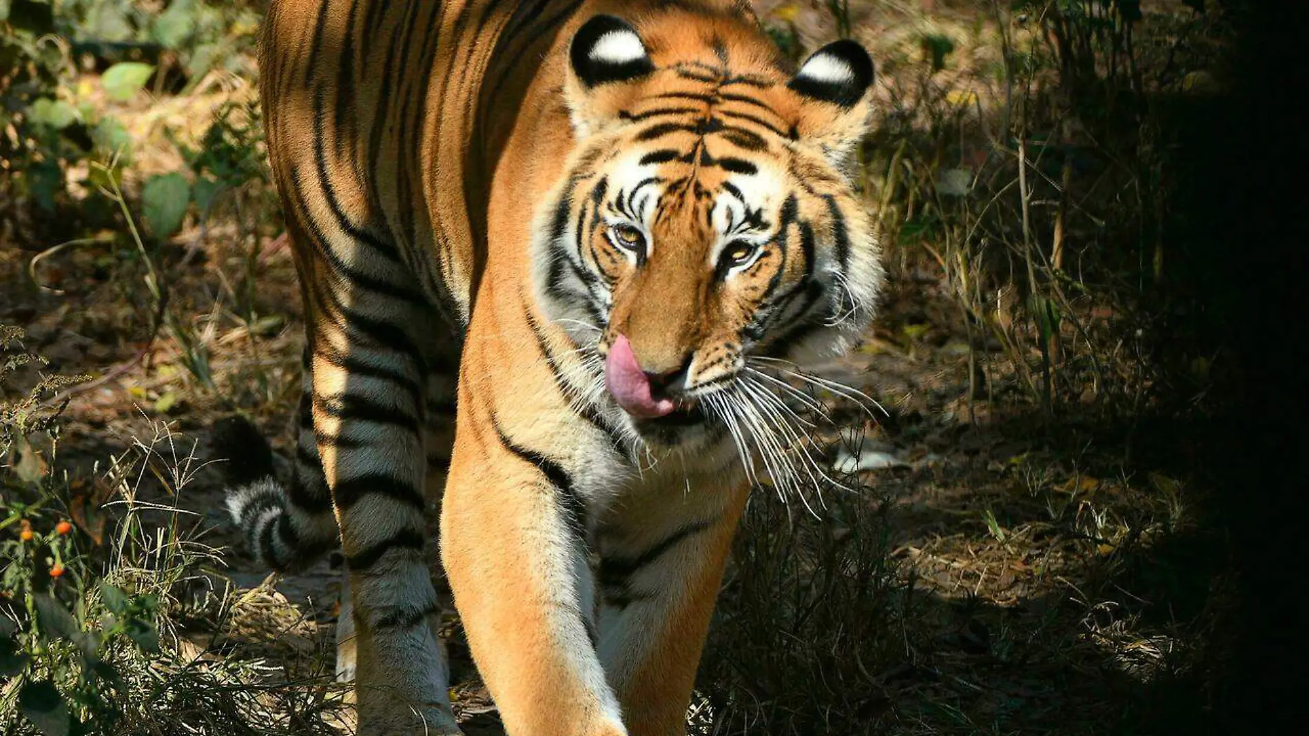 Tigre de Bengala-AFP